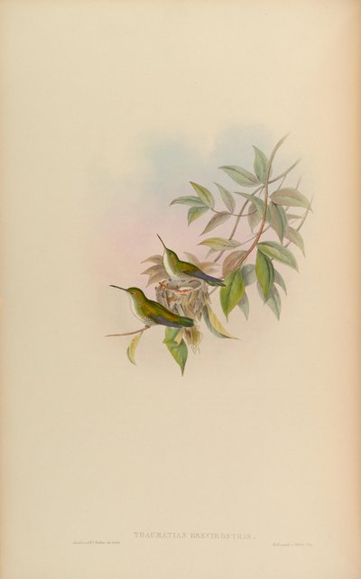Thaumatias brevirostris by John Gould